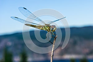 Close up of a flying dragonfly