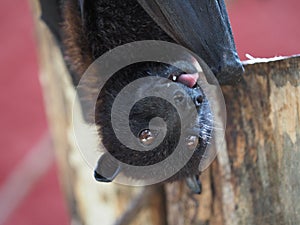 Close up of a flying fox