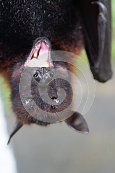 Close-up of a flying fox hanging upside down with open mouth