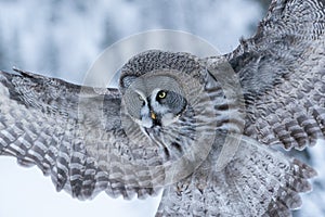 A close-up of a flying Great Grey Owl Strix nebulosa in a snowy taiga forest