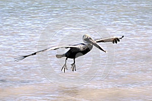 Close up of a flying pelican, Sanibel Island, Florida