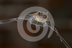 Close up of Flying Pipistrelle bat