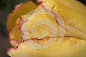 Close-up fo yellow tulips with red edges