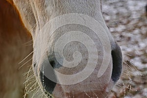 Close-up of a foal on frozen field photo