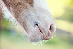 Close up of foal horse hair and whiskers