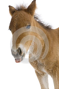 Close-up of a Foal's head