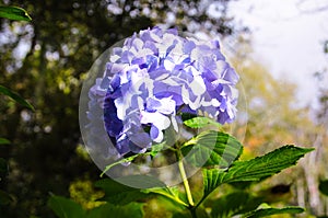 Close up / focus at the purple flower in the garden, nature abstract background