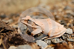 Close up and focus Shrub frog, Polypedates leucomystax, Tree frog / type of fog in nature