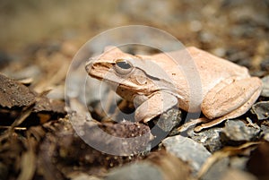 Close up and focus Shrub frog, Polypedates leucomystax, Tree frog / type of fog in nature