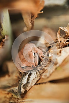 Close up and focus Shrub frog, Polypedates leucomystax, Tree frog / type of fog in nature