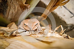 Close up and focus Shrub frog, Polypedates leucomystax, Tree frog / type of fog in nature