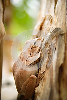 Close up and focus Shrub frog, Polypedates leucomystax, Tree frog / type of fog in nature