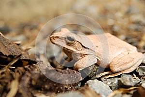 Close up and focus Shrub frog, Polypedates leucomystax, Tree frog / type of fog in nature