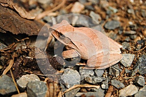 Close up and focus Shrub frog, Polypedates leucomystax, Tree frog / type of fog in nature