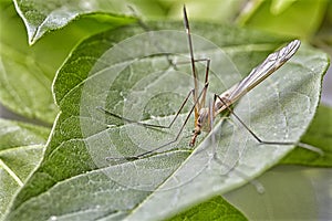 Close up Focus Stacking - Large Crane-fly, Crane fly, Giant Cranefly, Tipula maxima