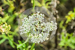 Close up in focus of a Wild carrot, Daucus carota, with wasps, Vespula vulgaris,