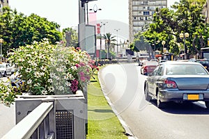 Close up focused flower bed on the dividing strip of city traffic road. No active traffic jam in street road. Free auto movement.