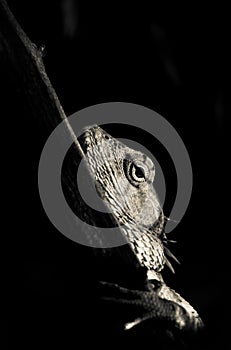 Close-up of focused German Shepherd eye with eye hairs. Iris of female dog. Dog pupil eye