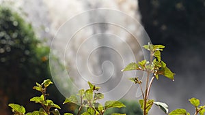 Close up focused and unfocused shot of waterfall in rainforest flowing swiftly.