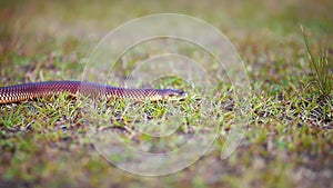 Close up focusing on small snake slithering through grass