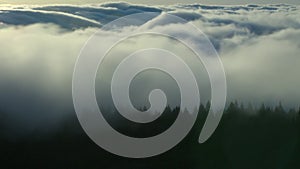 Close up of fog rolling over the redwood forest