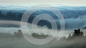 Close up of fog rolling over the redwood forest