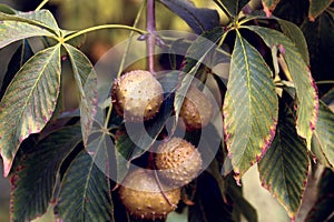 Close up on the foliage and fruits of the aesculus glabra also called ohio buckeye, american buckeye or fetid buckeye