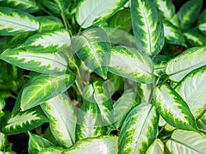 Close up with the foliage of the ornamental plant Dieffenbachia seguine, also known as dumbcane or tuftroot. Aglaonema