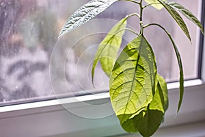 Close-up of foliage of a young avocado tree against a rainy window, selective focus