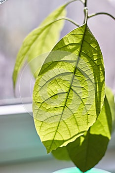 Close-up of foliage of a young avocado tree against a rainy window, selective focus