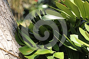 Close up of foliage of Zamia furfuracea photo