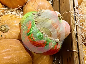 Close-up of food pumpkins and one ornamental gourd