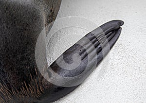 Close up of a foot of a Cape Fur Seal on a boat at the Atlantic Ocean near Walfis Bay in western Namibia