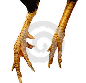 Close-up foot image of a hen`s foot. The feet are yellow on a white background photo