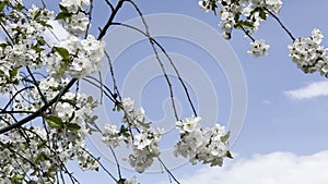 Close up footage of blooming tree with white flowers
