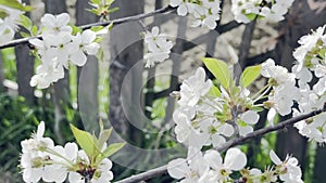 Close up footage of blooming tree with white flowers