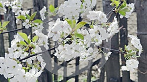 Close up footage of blooming tree with white flowers