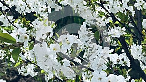 Close up footage of blooming tree with white flowers