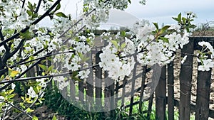 Close up footage of blooming tree with white flowers