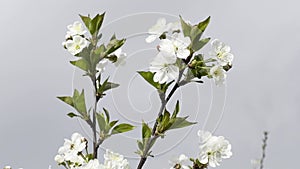 Close up footage of blooming tree with white flowers