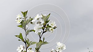 Close up footage of blooming tree with white flowers