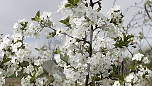 Close up footage of blooming tree with white flowers