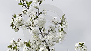 Close up footage of blooming tree with white flowers