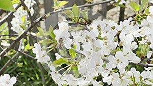 Close up footage of blooming tree with white flowers