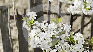 Close up footage of blooming tree with white flowers