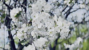 Close up footage of blooming tree with white flowers