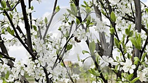 Close up footage of blooming tree with white flowers