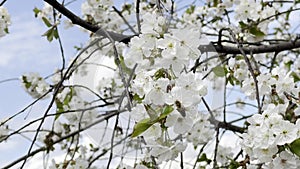 Close up footage of blooming tree with white flowers