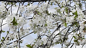 Close up footage of blooming tree with white flowers