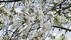 Close up footage of blooming tree with white flowers